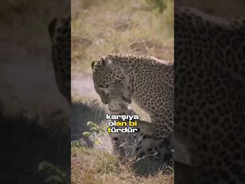 Video: Safariyə getmək üçün ən yaxşı vaxt