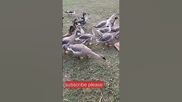 🙄রাজহাঁস#shorts#shorts feeds#youTube search #channel pages#sound pages#browse features