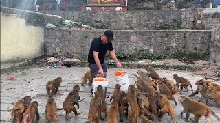 Feeding a group of monkey 40 kg of papaya & 25 kg of apple as well as good dite to stray dogs