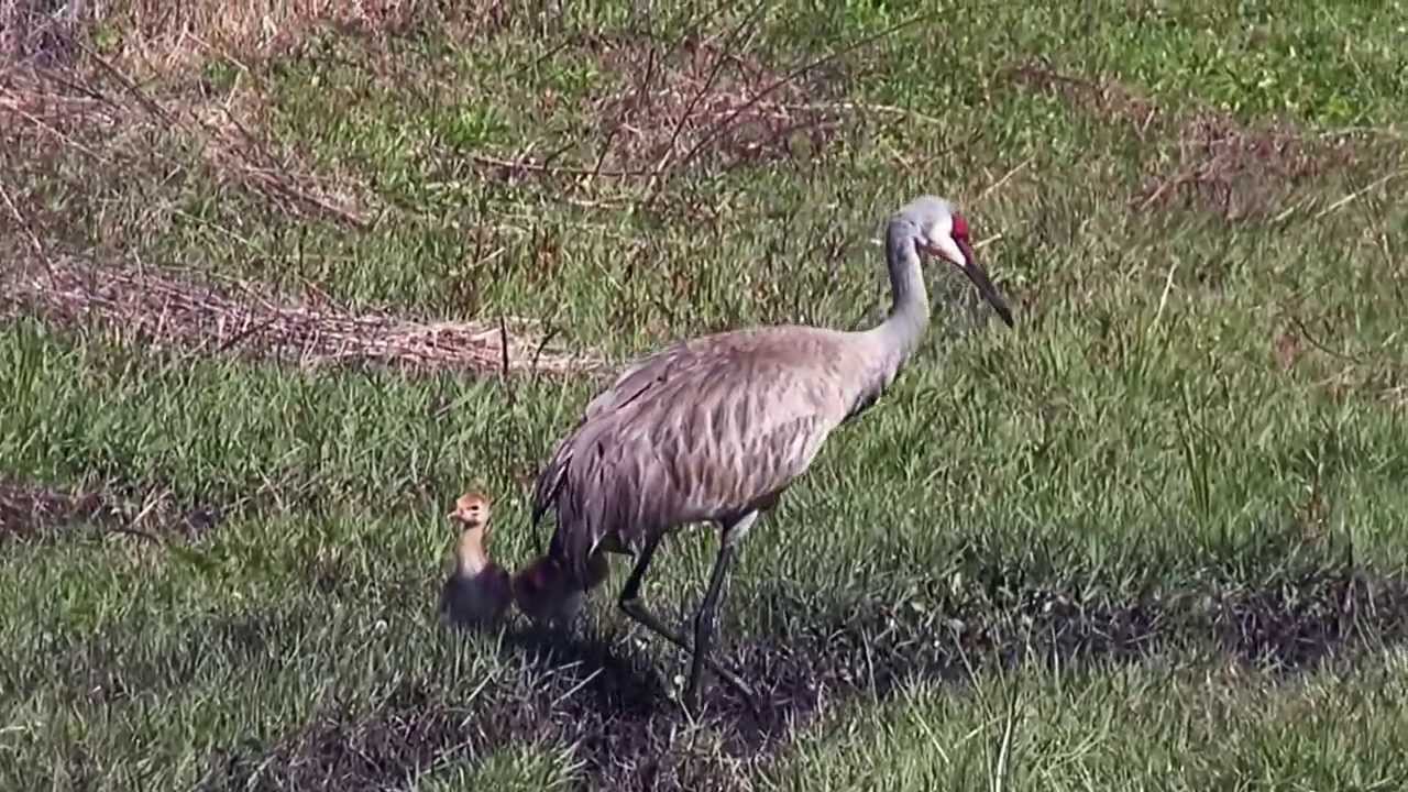 201403 Sand Hill Cranes YouTube