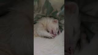 Ferret Face Cleaning Is The Cutest