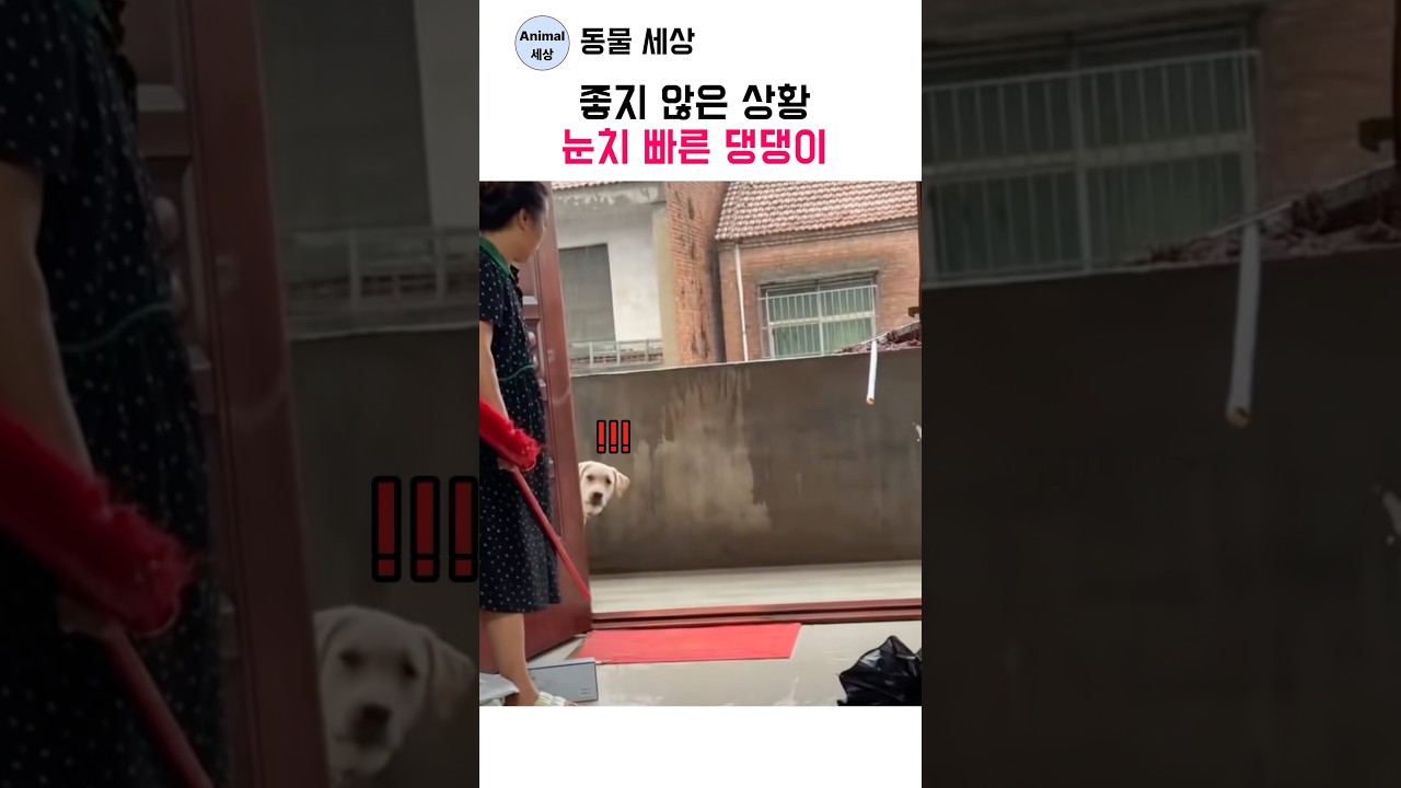좋지 않은 상황 눈치 빠른 댕댕이 ㅋㅋ