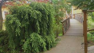 Tsuga canadensis 'Pendula' jedlovec kanadský