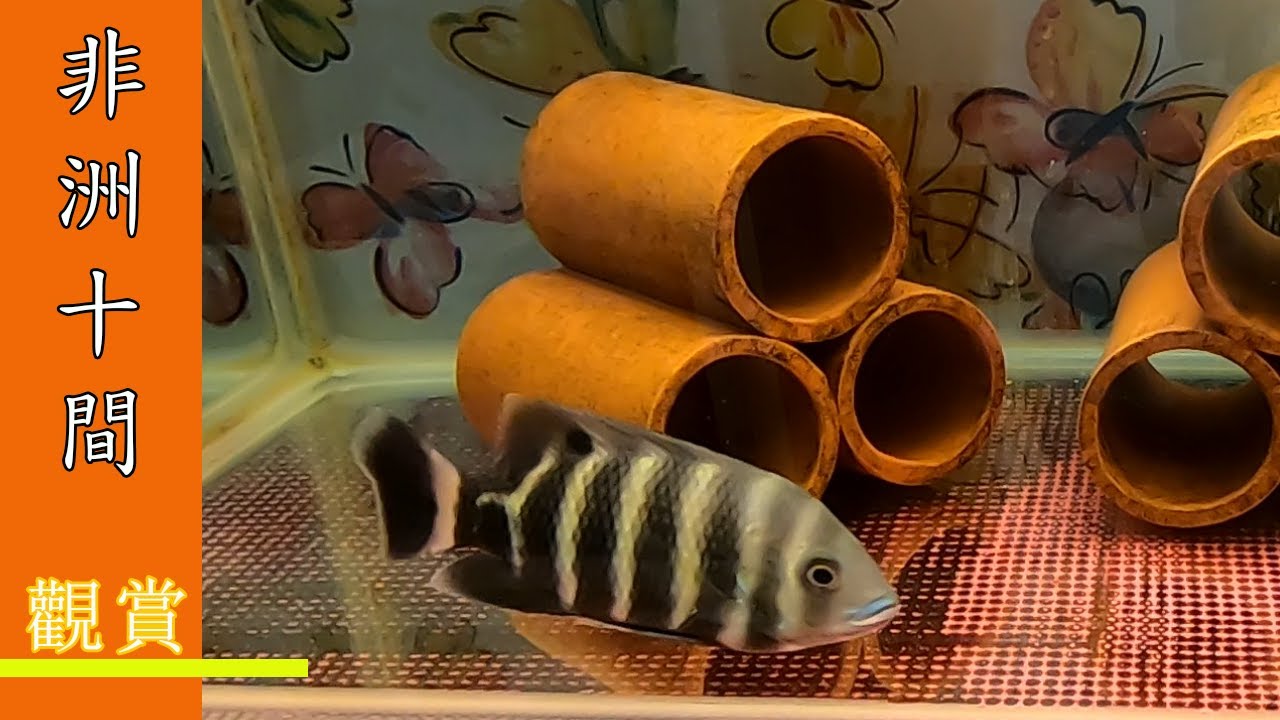 6 自家觀賞魚 非洲十間 香港釣魚 觀魚 Youtube