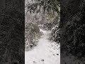 Every step through the snow-covered forest felt like walking deeper into silence. #snowforest