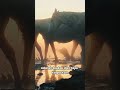 Sangat jarang sekali kalian mengetahui fakta ini #kuda #horse