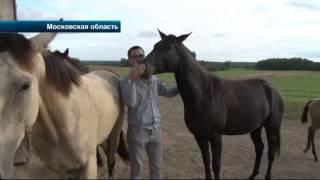 В Московской области неизвестные украли из частной конюшни четырех породистых лошадей В Московской области неизвестные украли из частной конюшни четырех породистых лошадей