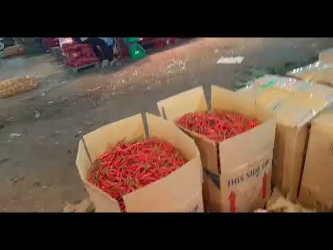 [SiruloTV]  CABE TETAP KECUALI MERAH TURUN — Tomat B-Surian/Solok Buncis...