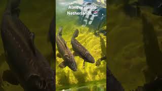 Aquarium #almere #netherlands #nature #covermusic #fish