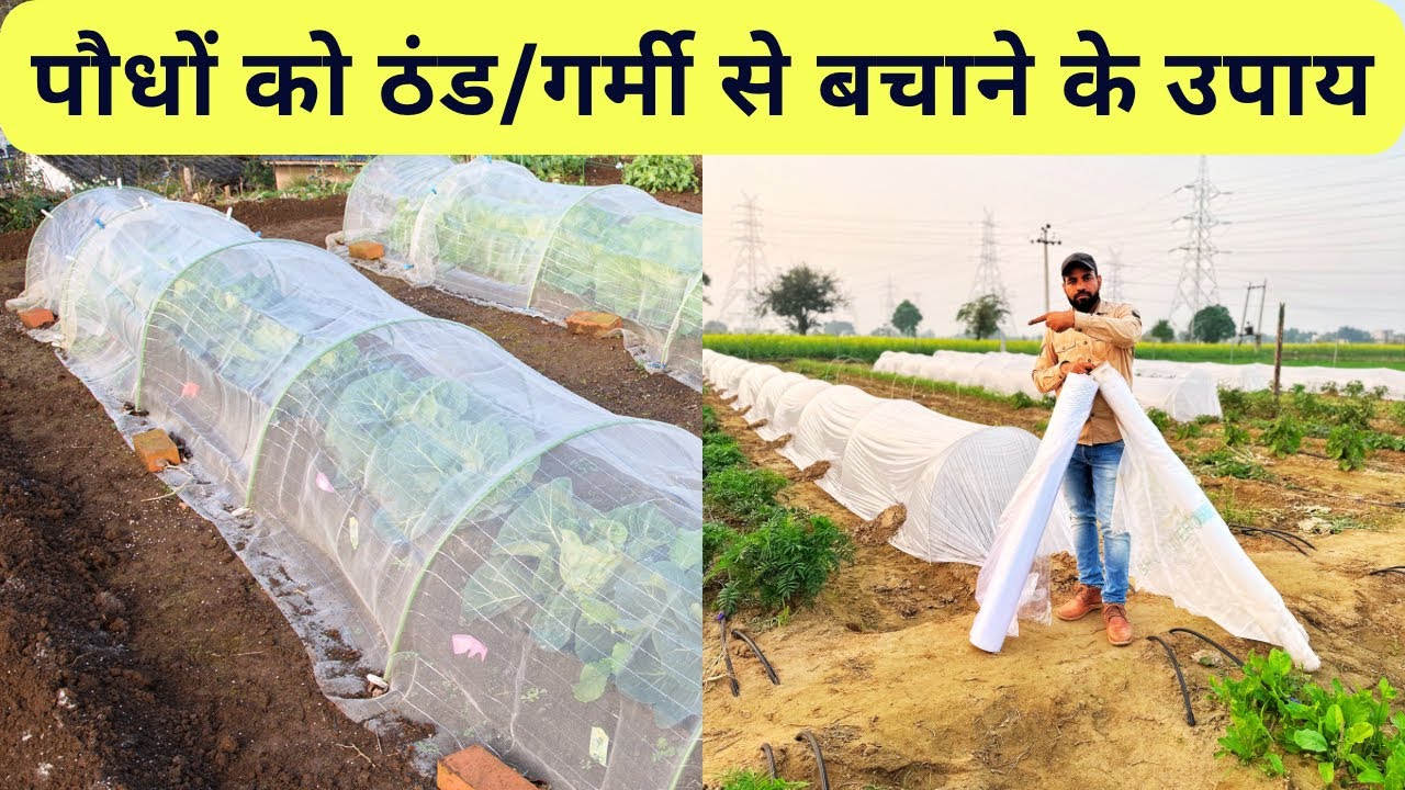What are Advantages of crop cover? सर्दी और गर्मी से क्रॉप कवर का उपयोग? crop cover farming #jhn