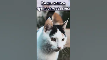 Какие кошки приносят счастье в дом? #shorts