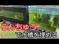丸物再挑戦から1年！あの時の金魚は？らんちゅうだけの水槽を目指す