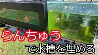 丸物再挑戦から1年！あの時の金魚は？らんちゅうだけの水槽を目指す