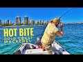 HOW TO CATCH School Mackerel | Best Fishing Rig and Bait | NEVER FAIL APPROACH