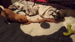Chihuahua And Pitbull Puppy Playing Tug Of War And Squeek The Squeekers3