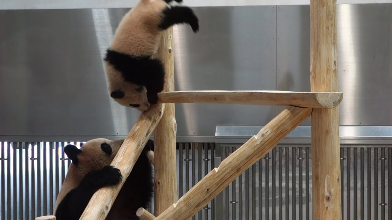 [再公開]ゆ、結浜！！ あんたって子は(-_-;) 2017-03-03 アドベンチャーワールド 子パンダ