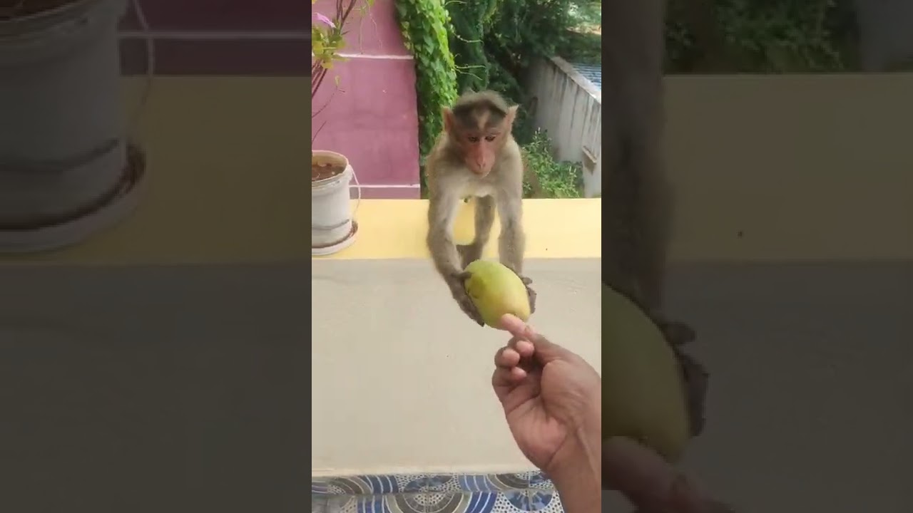 Fruits offering to Hungry Monkeys 🐵🐒