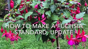How to Make a Fuchsia Standard, Update, How to Train a Fuchsia, Gardening, Essex, UK