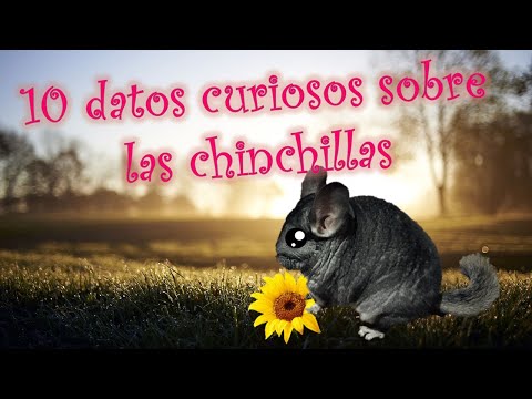 Video: 6 Datos Curiosos Sobre Las Chinchillas
