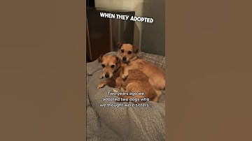 They adopted these two dogs and found out a surprise ❤️