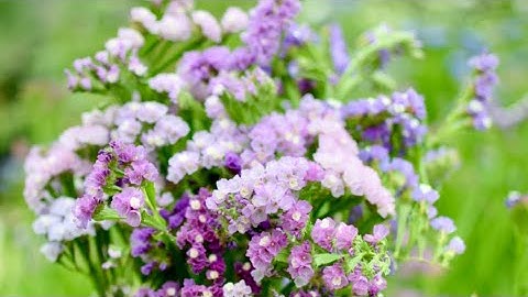 Grow-A-Long Statice (Limonium sinuatum)