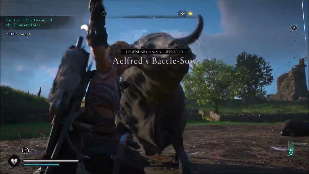 AELFRED'S BATTLE SOWLEGENDARY BULL ASSASSIN'S CREED VALHALLA YouTube