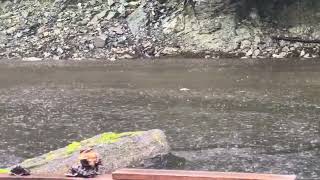 Storm watch not all ducks have drowned #trending #shortvideo #lifebelowzero #nature