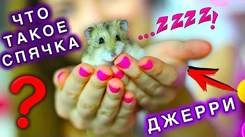 ХОМЯК НЕ УМЕР КАК ХОМЯКИ ВПАДАЮТ СПЯЧКУ ОЦЕПЕНЕНИЕ | Elli Di Pets