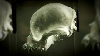 The Discovery of Homo Erectus - Dubois: The Quest for the Missing Link - TRAILER