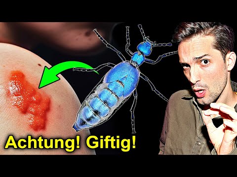 Video: Blister Käfer Informationen - Erfahren Sie mehr über Blister Käfer in Gärten