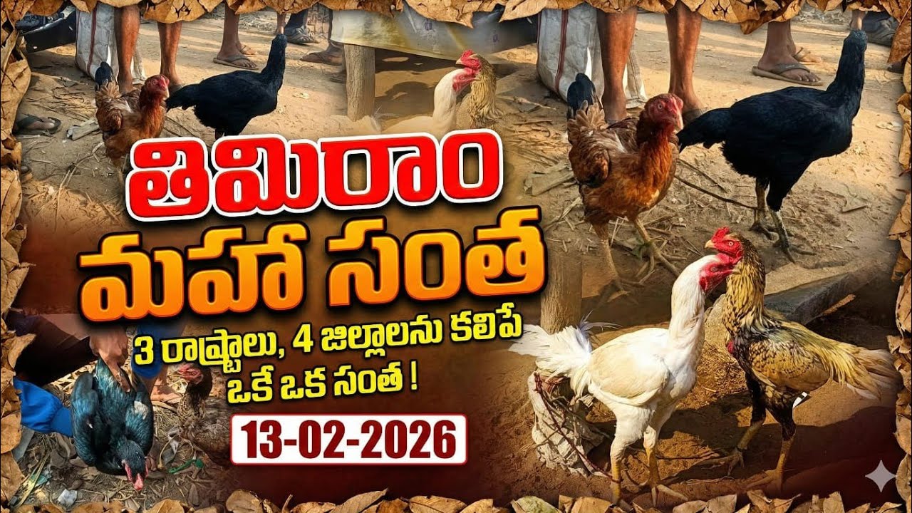 ఆంధ్రాలో అతిపెద్ద సంత తిమిరాం  నాటు కోళ్లు 3 రాష్ట్రాల 6  జిల్లాల నుండి వస్తున్నారు