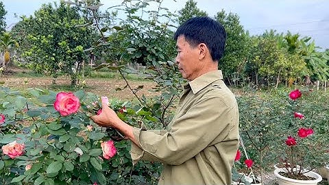 Làng hoa tất bật vào vụ Tết