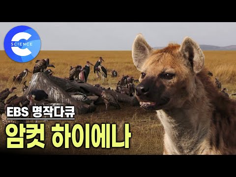 수컷보다 강한 하이에나 암컷의 <strong>모계사회</strong> | 일년 동안 관찰한 하이에나 습성 | 다윈의 진화론 | EBS 자연다큐 | 다큐프라임 | 암컷들