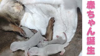 カワウソの家族が増えました!!Otter gave birth!! by カワウソ-Otter channel 2,465 views 2 years ago 3 minutes, 21 seconds