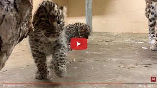 Check in With Anya's 6-Week-Old Amur Leopard Cubs
