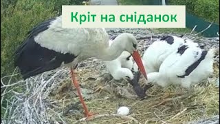 Кріт на сніданок. #лелекагрицько #ukrainenature #природаукраїни