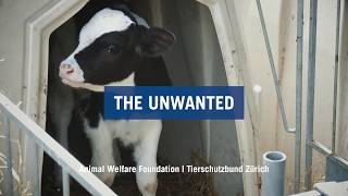 Long-distance Transport of Calves: The Unwanted