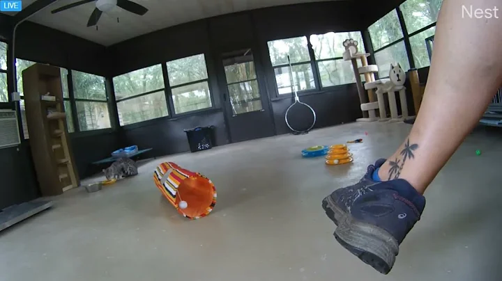 Watch the video about Sudsy Meow and breakfast with Afton. Sudsy Meow the savannah cat at Big Cat Rescue.