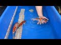 Goshiki - Next Generation Koi Breeding 1/2