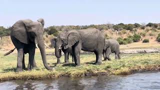 Elephants of Botswana