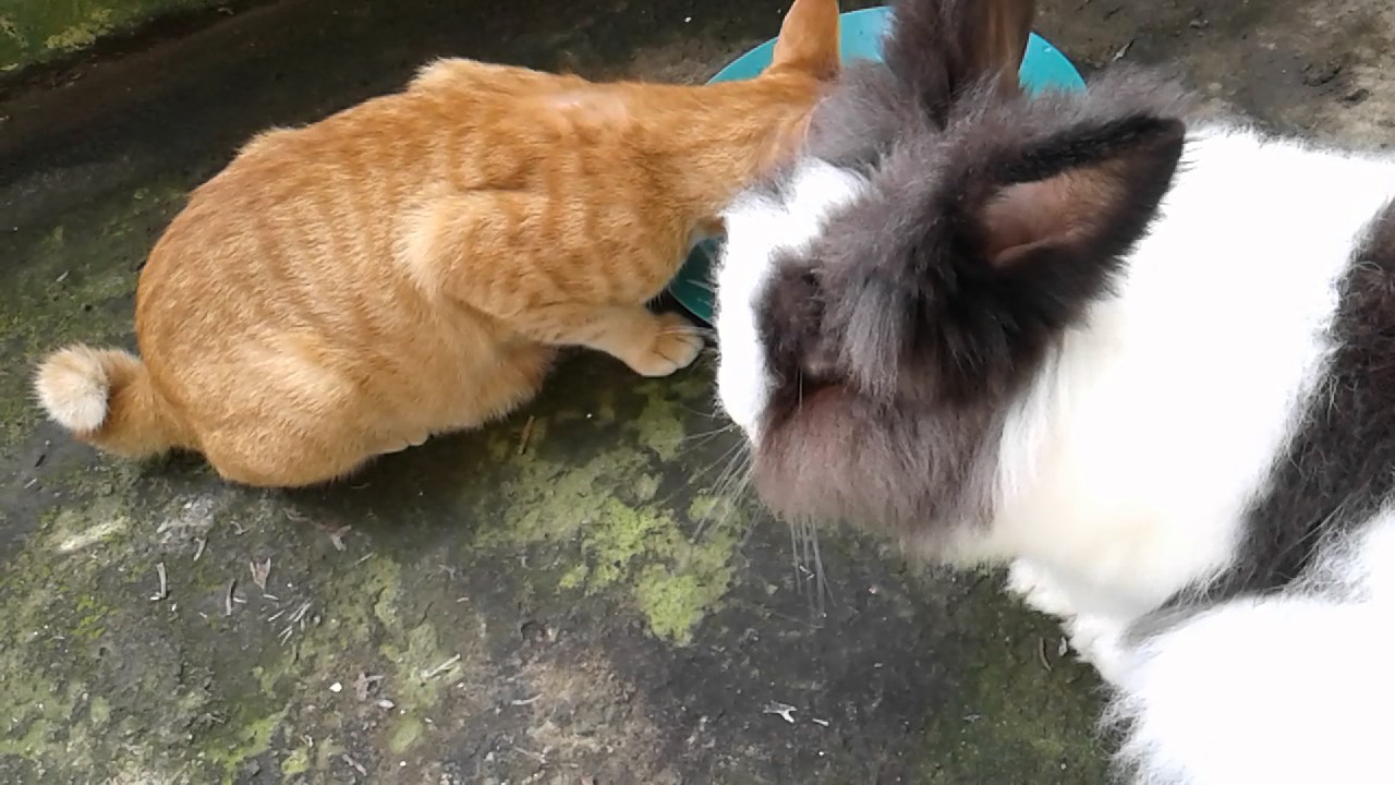  Kelinci dan Kucing  Akur YouTube