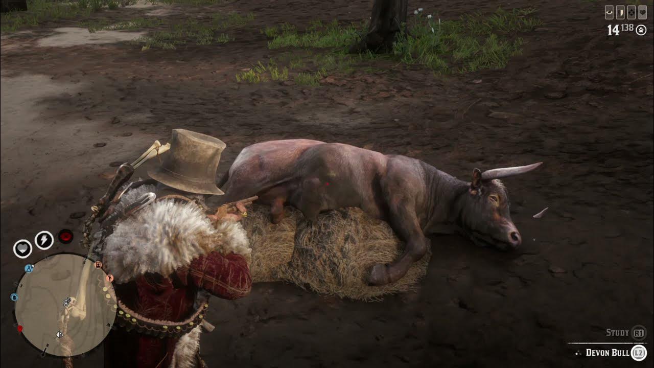 Devon Bull Location Farmland Animal Samples Taken RDR2 Daily Challenges