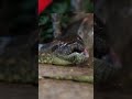 Anaconda Eats It&#39;s Birthed Placenta! #reptiles