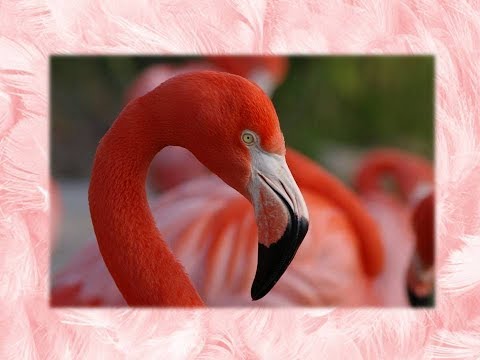 Vídeo: Flamingo: Algumas Características Da Espécie