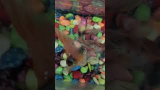 Balıklarını tanıttım kısa bir video