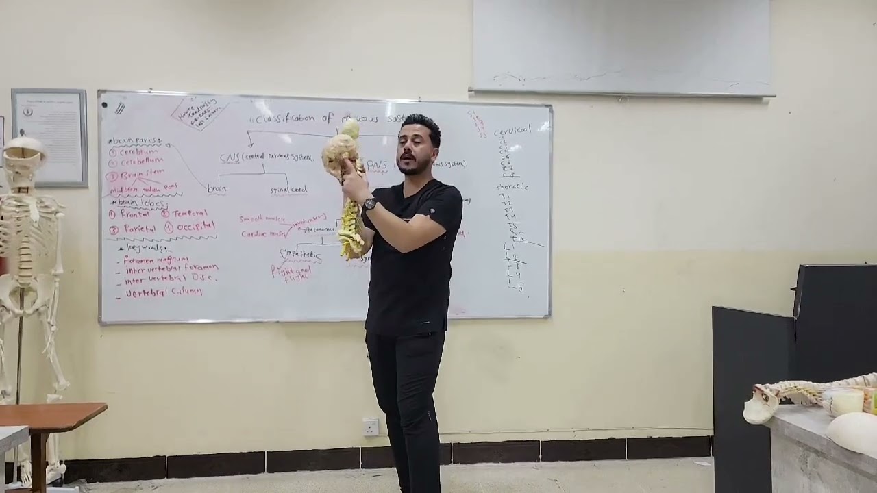 anatomy of the nervous system..