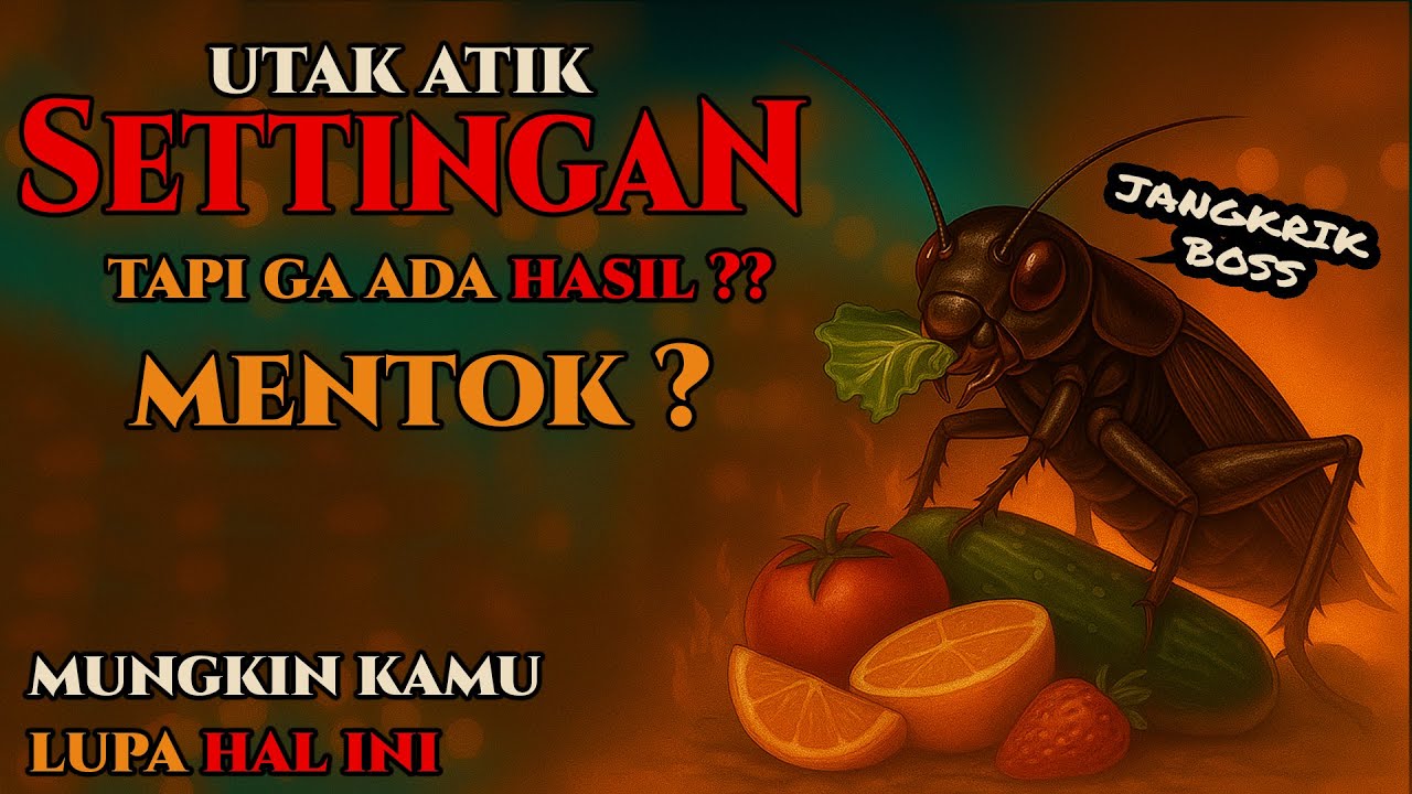 STOP Kasih Jangkrik Sebelum Lihat Video Ini ! PENTING dalam perawatan murai batu dan burung kicau.