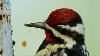 Cheeky Hummingbird Profits From Sap Suckers' Hard Work | Seasonal Wonderlands | Bbc Earth