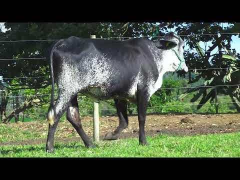 LOTE 37 HABENA FIV TAOS JGVA