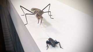 Praying Mantis Snatches Cricket